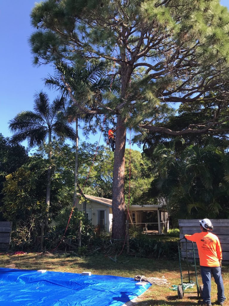 image of two workers, one is on the ground and the other is atop a tree and doing tree cutting and removal services in Florida