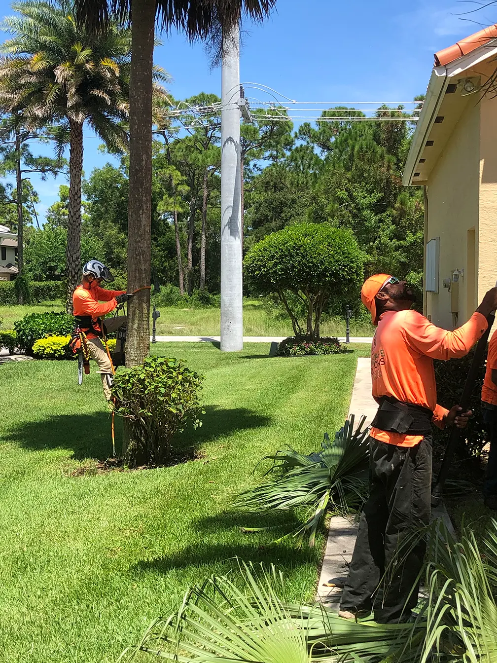 image of workers doing tree cutting and removal service Stuart Florida