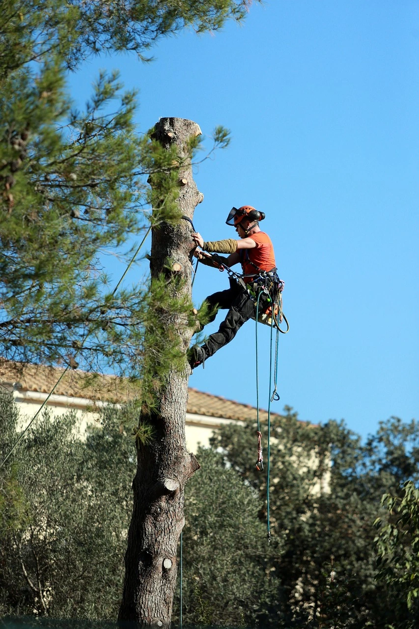 image of a worker cutting a tree from the top-notch tree cutting and removal services company in Stuart